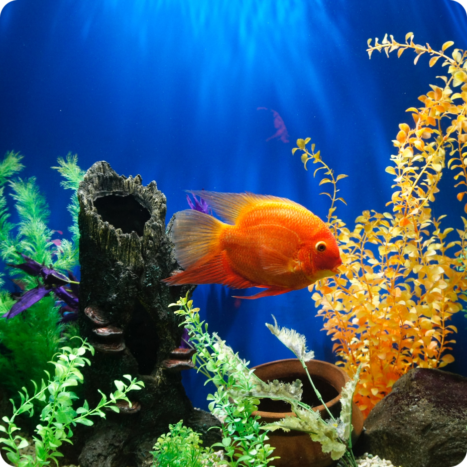 How To Start Building Your Aquarium